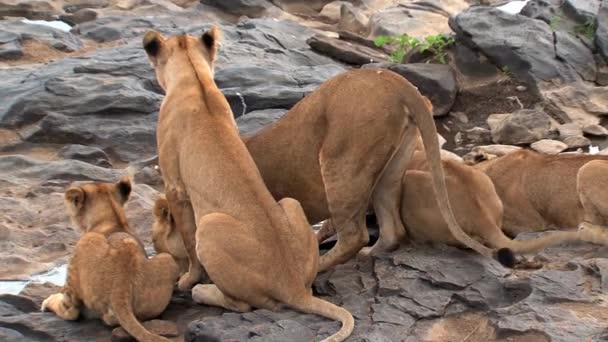 Fierté Des Lions Buvant Dans Abreuvoir — Video