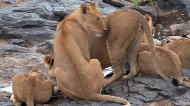 狮子的骄傲从水坑里喝水 — 图库视频影像