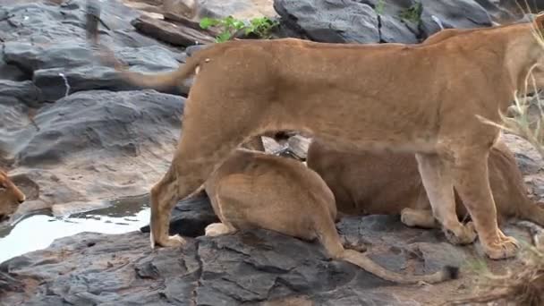 Fierté Des Lions Buvant Dans Abreuvoir — Video