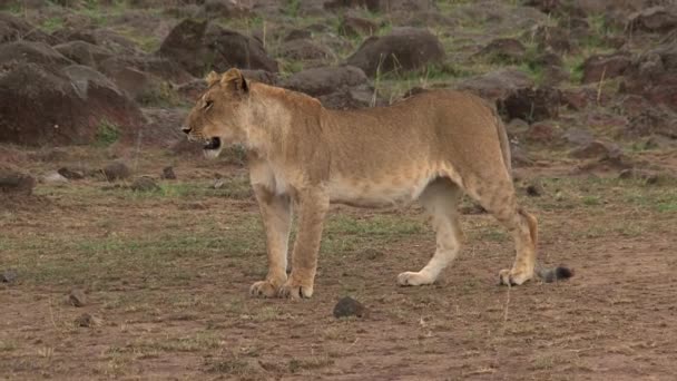 在稀树草原上散步的女狮像 — 图库视频影像