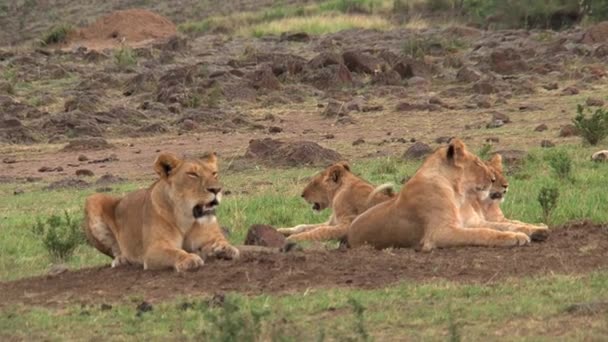 Orgoglio Dei Leoni Appoggiati Sulla Savana — Video Stock