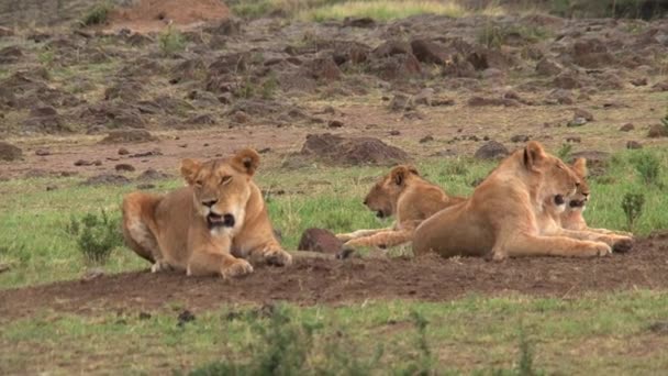 Stolz Der Löwen Auf Der Savanne — Stockvideo