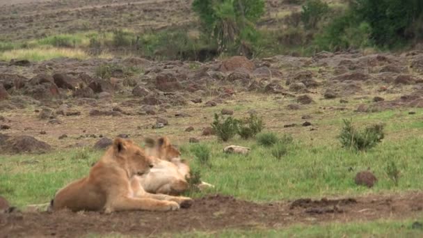 Aslan Sürüsü Bozkırda Dinleniyor — Stok video