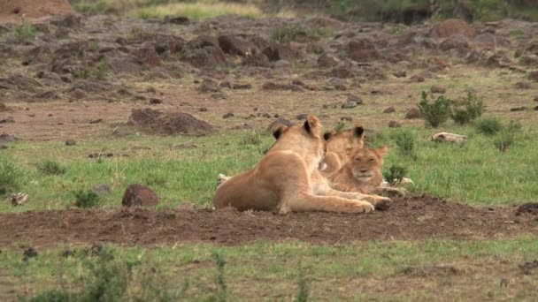 サバンナに眠るライオンズの誇り — ストック動画