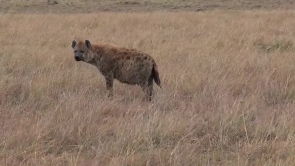 Hiena Caminando Sobre Sabana — Vídeo de stock