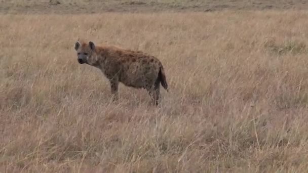 Hyena marche sur la savane