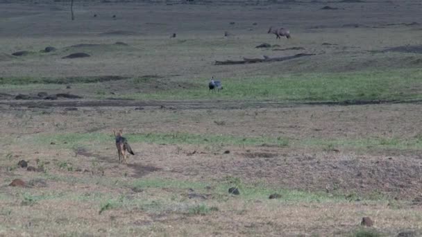 Chacal Caminando Sobre Sabana — Vídeos de Stock