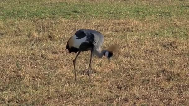 Γκρι Crowned Crane Αναζήτηση Στη Σαβάνα — Αρχείο Βίντεο