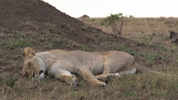 Lioness Odihnindu Umbra Savanei — Videoclip de stoc