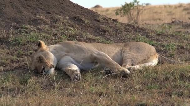 Leona Descansando Sombra Sobre Sabana — Vídeos de Stock