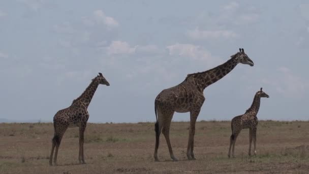 Giraffenmutter Und Ihre Kälber Stehen Auf Der Savanne — Stockvideo