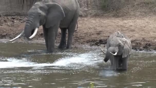 Αγέλη Αφρικανών Ελεφάντων Που Πίνουν Και Δροσίζονται Ένα Νερόλακκο — Αρχείο Βίντεο