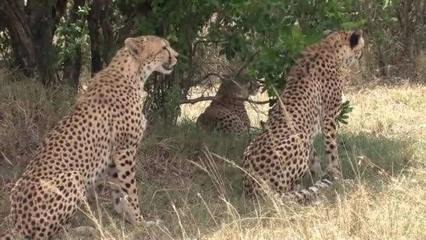 Συνασπισμός Των Cheetahs Κάθεται Στη Σαβάνα — Αρχείο Βίντεο