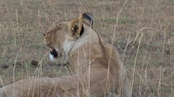 狮子座在草原上休息 — 图库视频影像