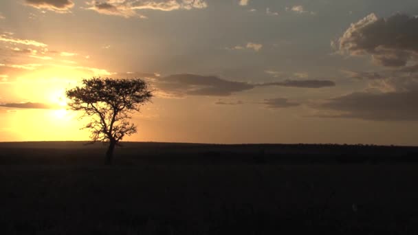 Захід Сонця Савану — стокове відео