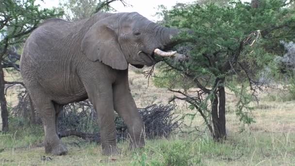 Elefante Africano Comiendo Hojas Una Copa Árbol — Vídeos de Stock