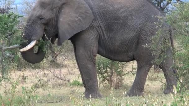 Afrikansk Elefant Äter Blad Från Trädtopp — Stockvideo
