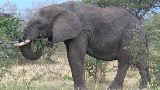 Słoń Afrykański Jedzący Liście Wierzchołka Drzew — Wideo stockowe