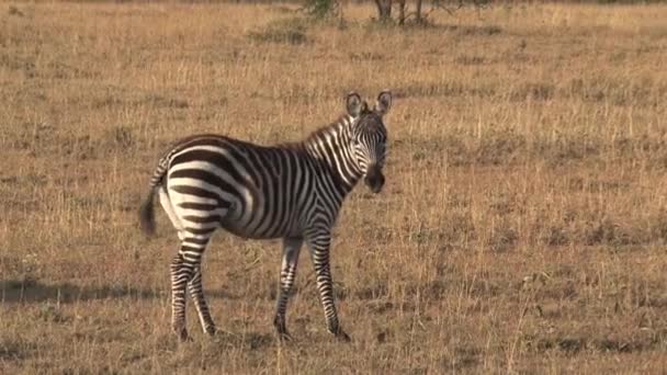 Zebra Solitaria Che Cammina Sulla Savana — Video Stock