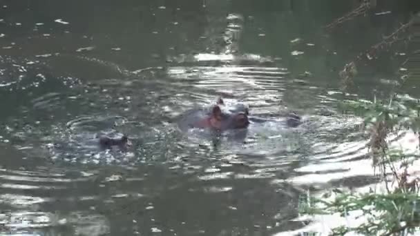 Pair Hippopotamuses Half Submerged Water — Stock Video