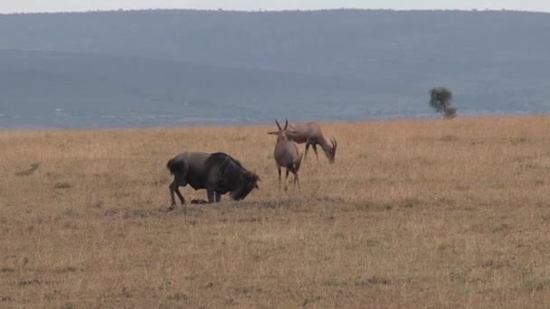 Wilde Beesten Grazen Wandelen Savanne — Stockvideo