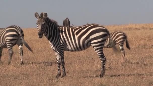 Zebras Und Antilopen Grasen Der Savanne — Stockvideo