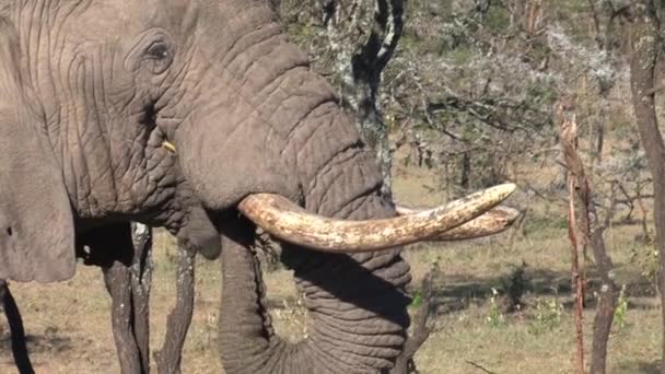 Old African Elephant Eating Leaves Tree Savanna — Stock Video