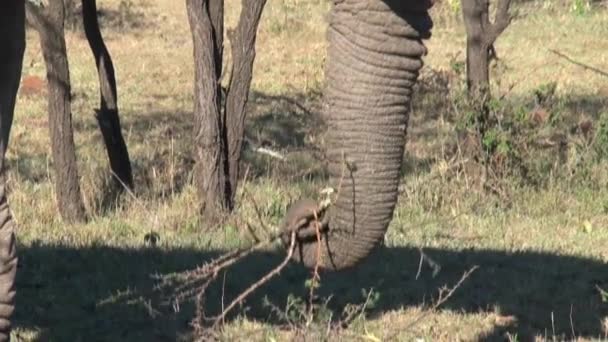 Elefante Africano Viejo Comiendo Hojas Árbol Sabana — Vídeo de stock