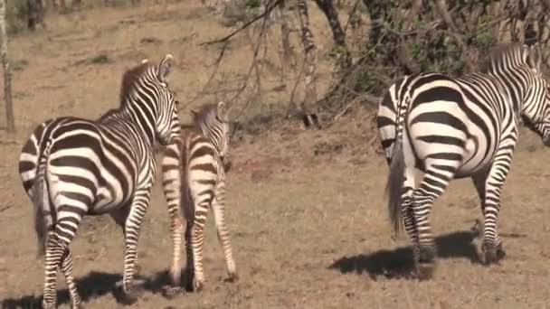 Zebra Sto Och Föl Promenader Savannen — Stockvideo