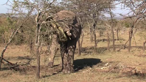Gamla Afrikanska Elefanten Äter Blad Från Ett Träd Savannen — Stockvideo