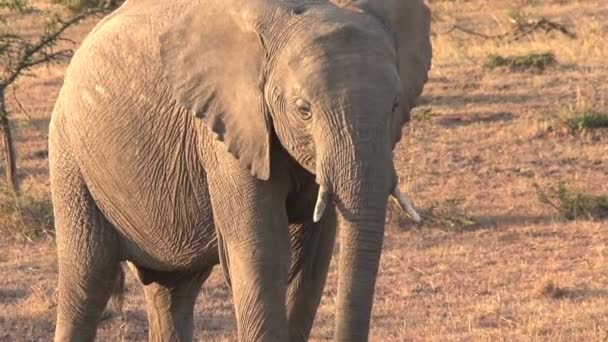 Jonge Afrikaanse Olifant Grazend Savanne — Stockvideo