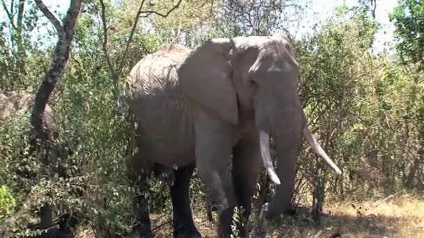 Afrikaanse Olifant Loopt Uit Bomen — Stockvideo