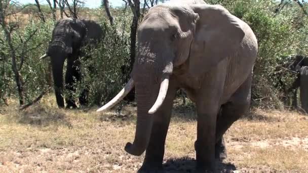 Afrika Filleri Sürüsü Bozkırda — Stok video