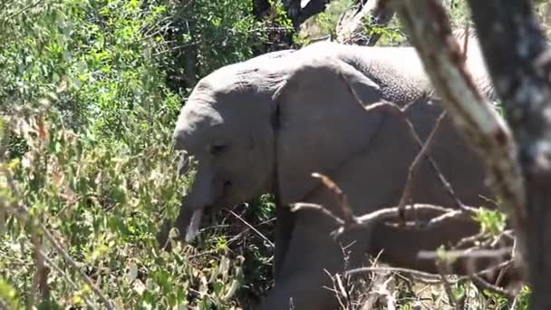 Afrikaanse Olifant Etend Van Een Boom — Stockvideo