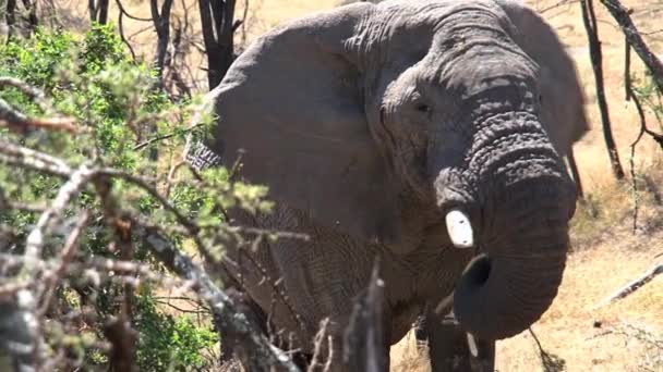 Elefante Africano Comiendo Hojas Una Copa Árbol — Vídeo de stock