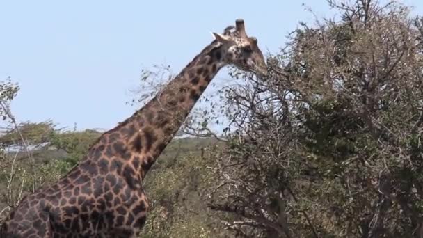 Giraffe Frisst Blätter Aus Einer Baumkrone — Stockvideo