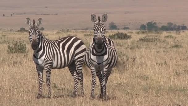 Een Paar Zebra Die Savanne Wandelen — Stockvideo