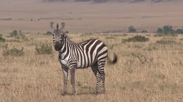 Zebra Walking Savanna — Stock Video