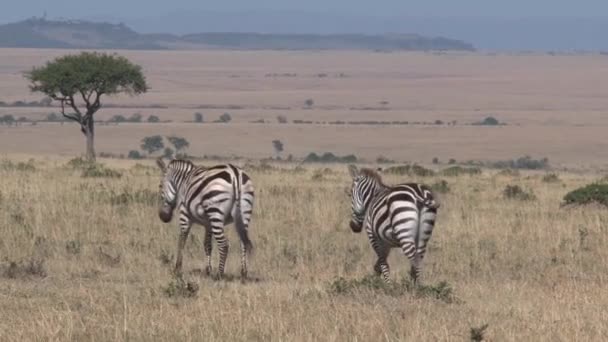 Coppia Zebre Che Camminano Sulla Savana — Video Stock