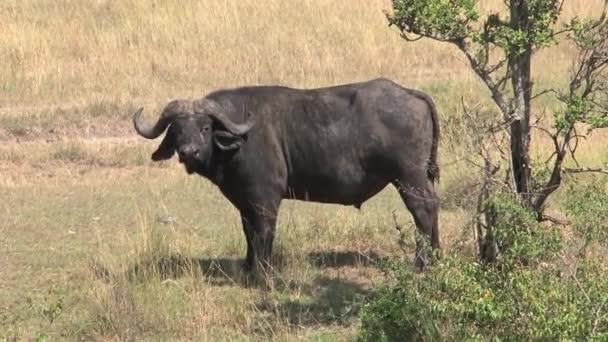 African Buffalo Standing Tree Savanna — Stock Video