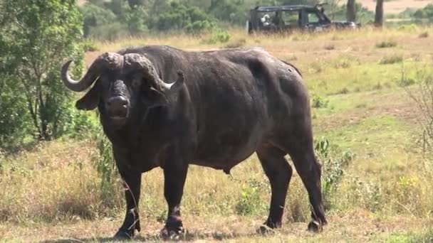 Afrikanischer Büffel Weidet Der Savanne — Stockvideo