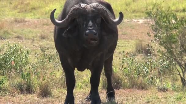 在稀树草原上放牧的非洲水牛 — 图库视频影像