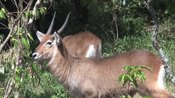 Par Antelopes Promenader Några Träd — Stockvideo