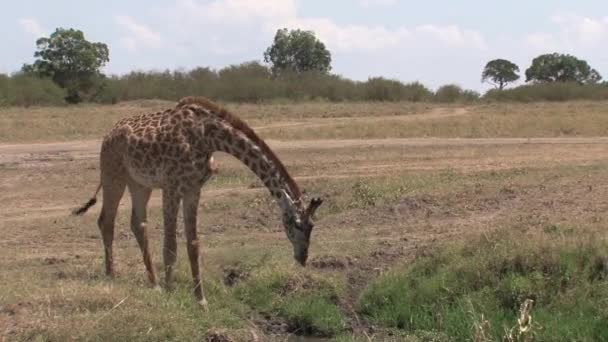 Girafa Bebendo Pequeno Buraco Rega Savana — Vídeo de Stock