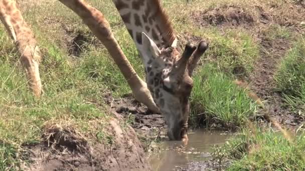 Jirafa Bebiendo Pequeño Abrevadero Sabana — Vídeos de Stock