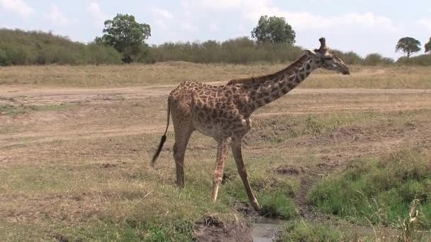 Giraff Dricker Från Ett Litet Vattenhål Savannen — Stockvideo