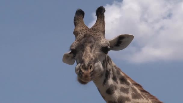 Zbliżenie Żyrafy Błękitnego Nieba — Wideo stockowe
