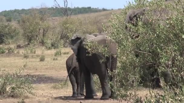 Mãe Elefante Africano Bezerros Pastando Savana — Vídeo de Stock