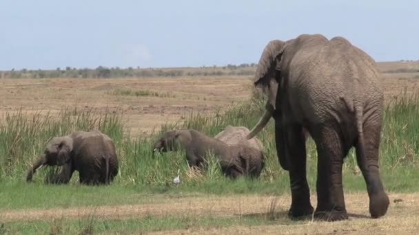 Afrika Filleri Sürüsü Bir Birikintisinde Içip Serinliyor — Stok video
