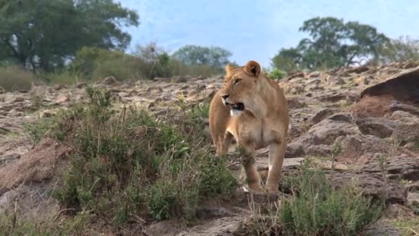 Lioness Standing Guard Savanna — Stock Video